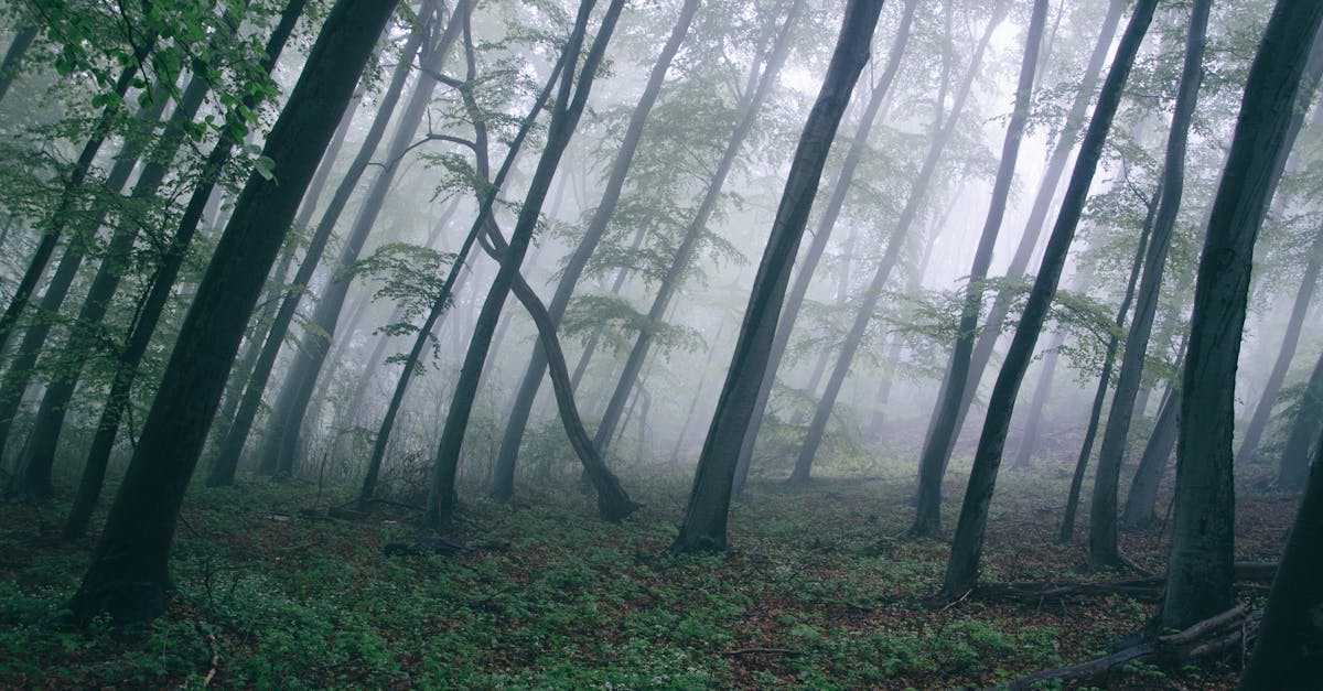 Captivating misty forest scene with tall trees enveloped in fog, creating a mysterious ambiance.