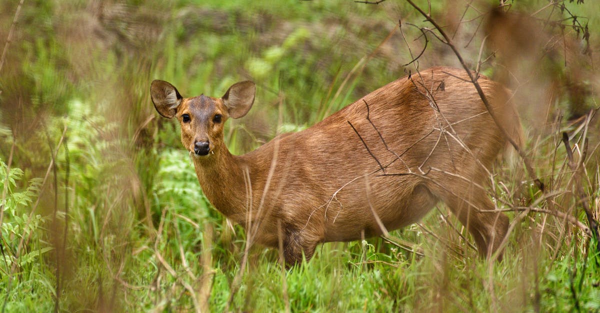 A close-up of an Indian Hog Deer in a lush green forest setting.