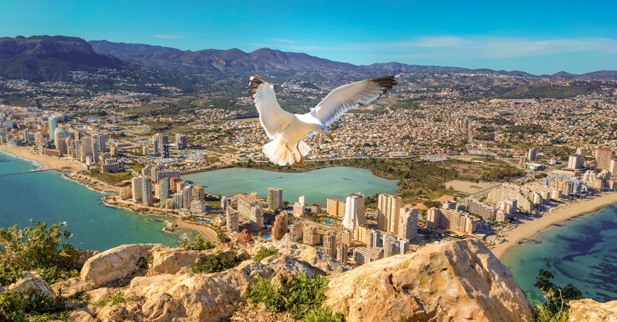 A seagull glides over Calp, Spain, showcasing stunning coastal landscapes and urban views.