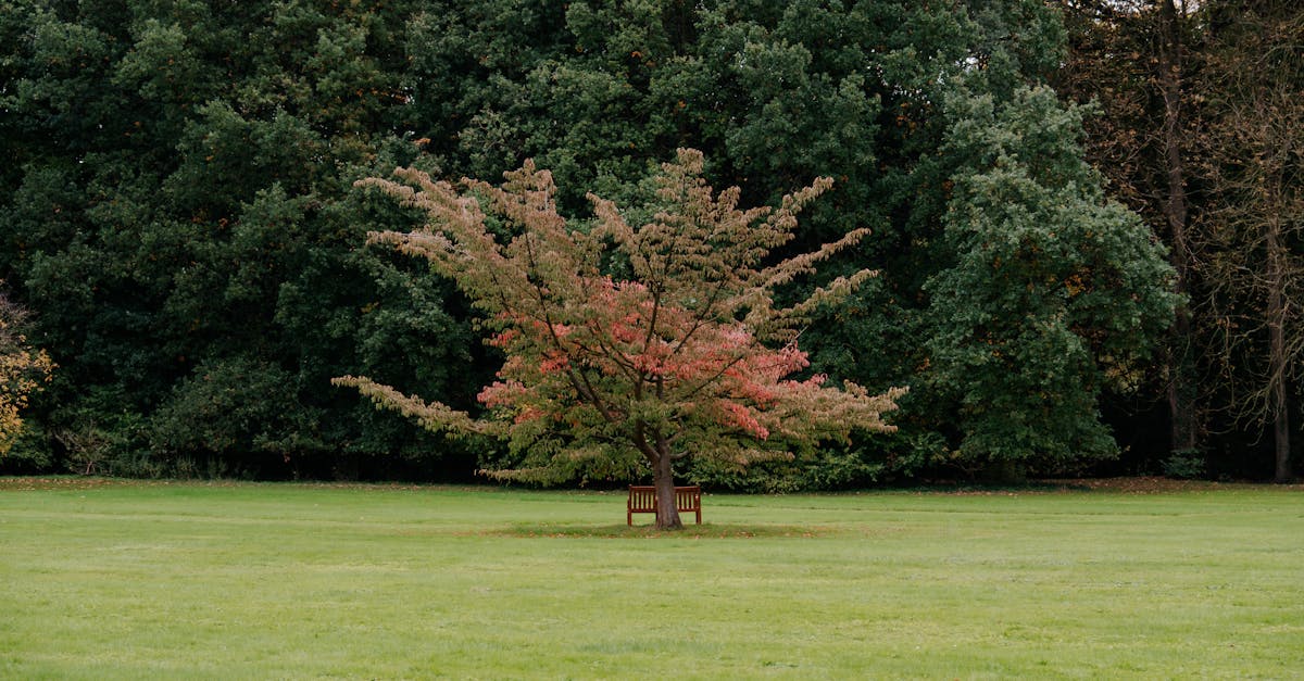 A tranquil park scene featuring a lone tree with autumn leaves and a wooden bench underneath.