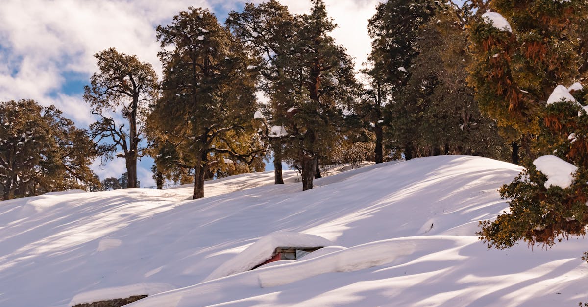 Peaceful snowy hillside with trees casting shadows under a bright winter sky.