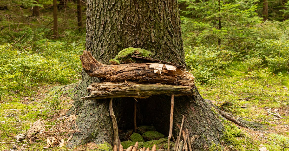 A cozy fairy-like shelter made of bark and sticks nestled in a tree trunk in a lush forest.