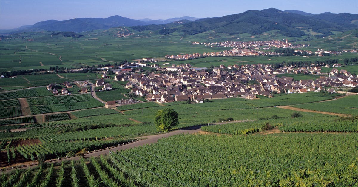 Scenic aerial view of Munster, France with lush vineyards and distant mountains in summer.