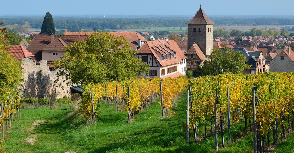 Charming vineyard and village scene with autumn foliage and historic architecture.