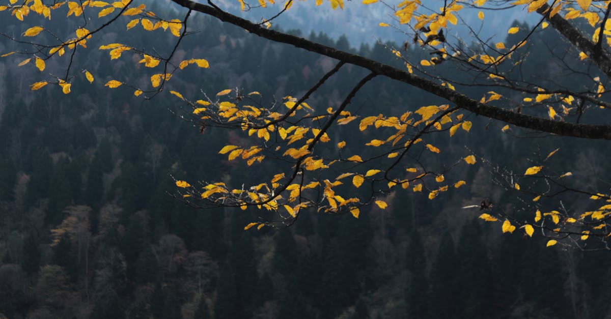 Serene view of yellow leaves on branches against a lush forest backdrop in Trabzon, Turkey.