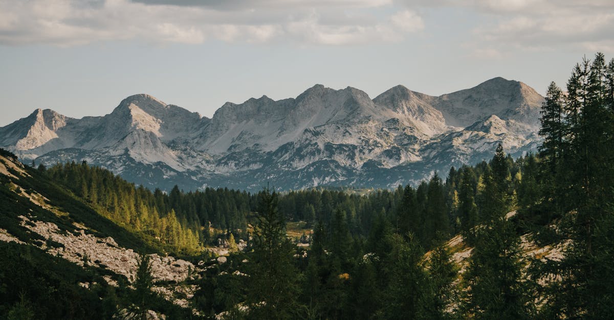 Breathtaking view of a mountain range and lush evergreen forest under a clear sky.