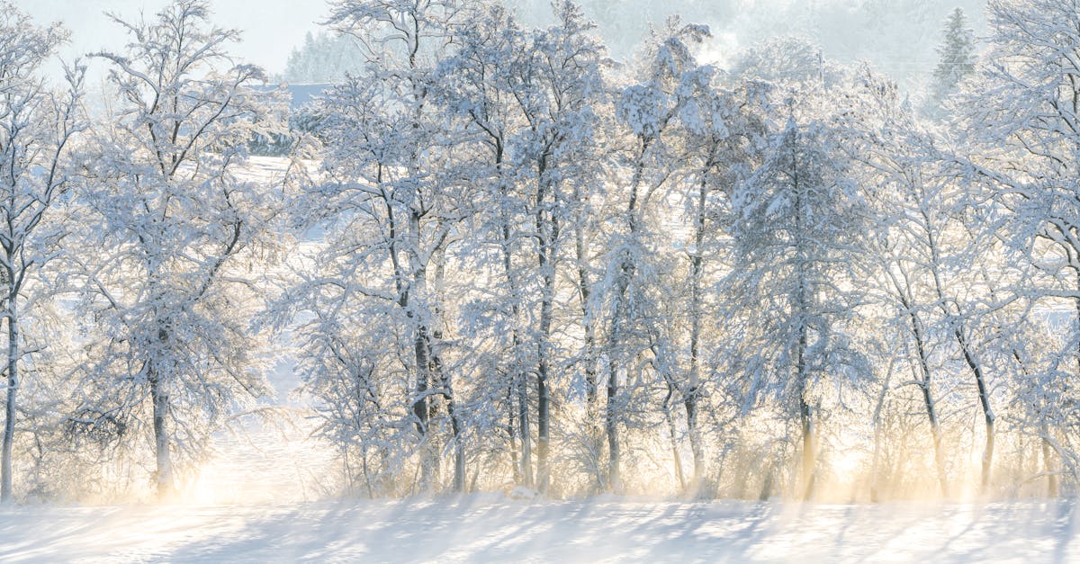 third_section_image_data.image_alt