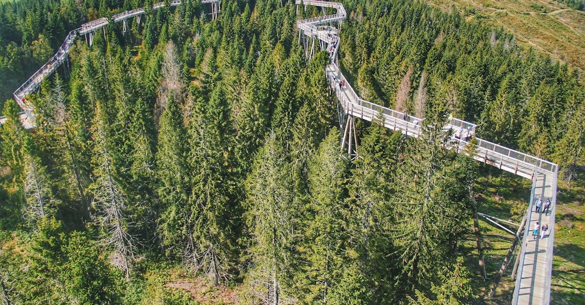 Scenic aerial view of a treetop walkway amidst lush pine forest in Ždiar, Slovakia.