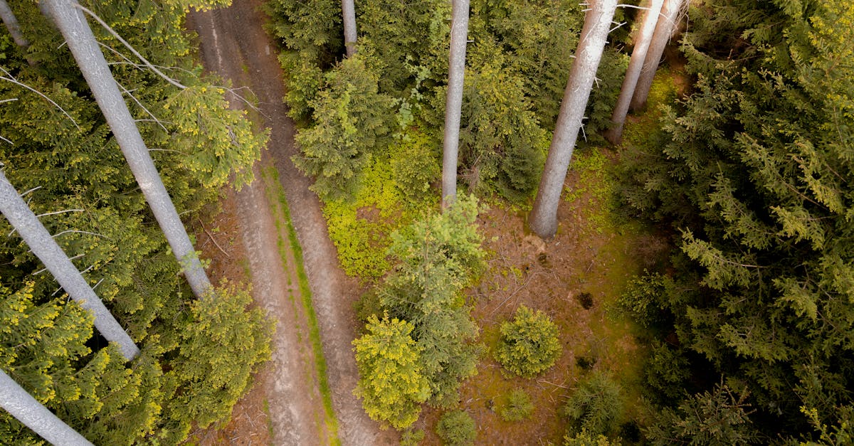 Drone shot capturing a serene forest path surrounded by lush greenery in Oberviechtach, Germany.