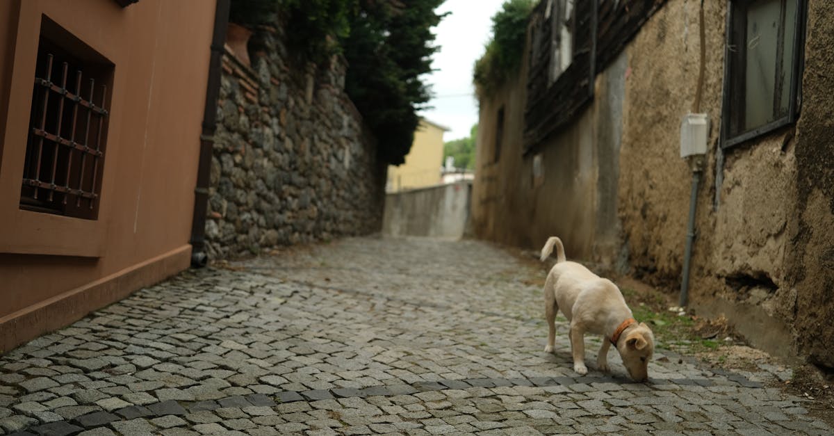 A curious dog sniffs along a quiet cobblestone alleyway in a quaint town.