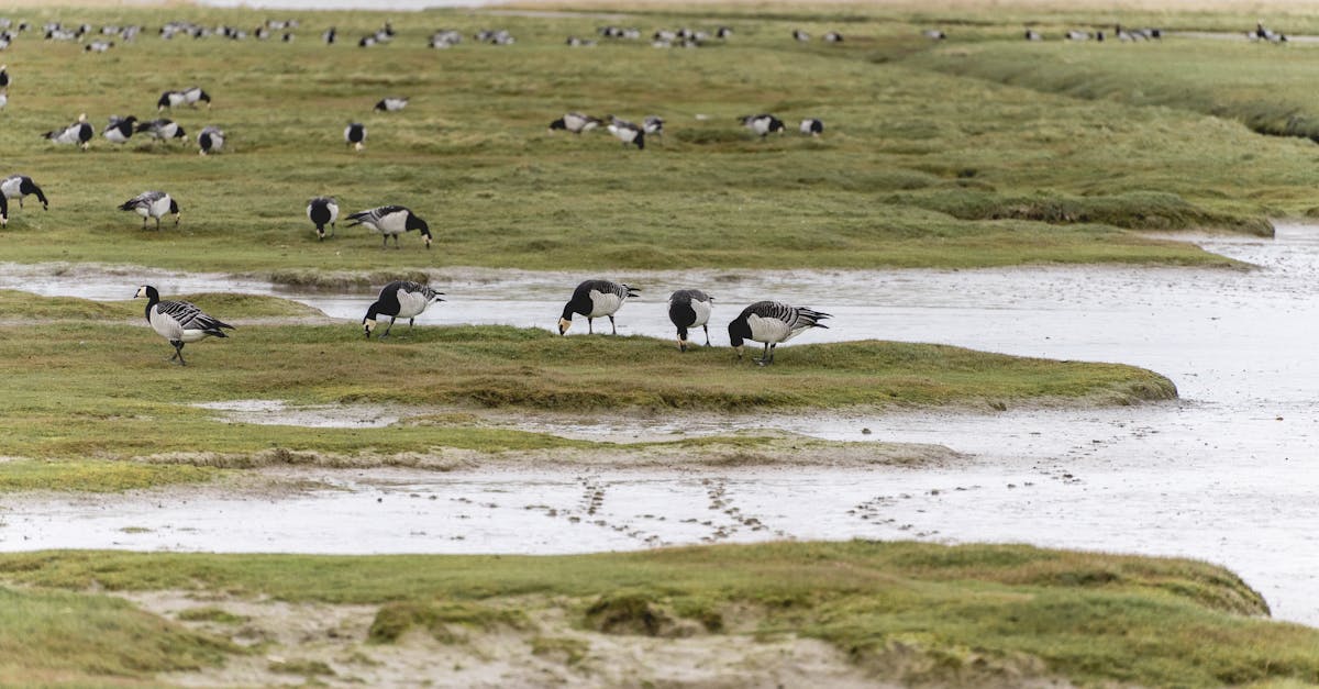 Barnacle geese flock grazing on the grassy wetlands in Groningen, Netherlands.