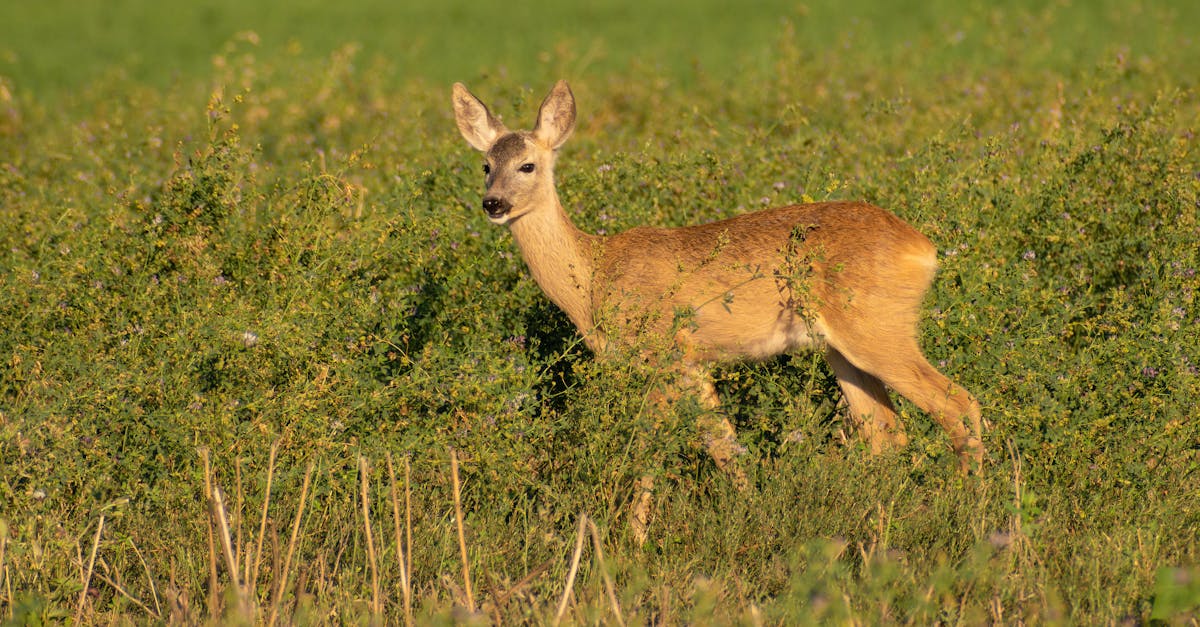 A deer calmly grazing in a verdant grassland, showcasing the beauty of wildlife in nature.