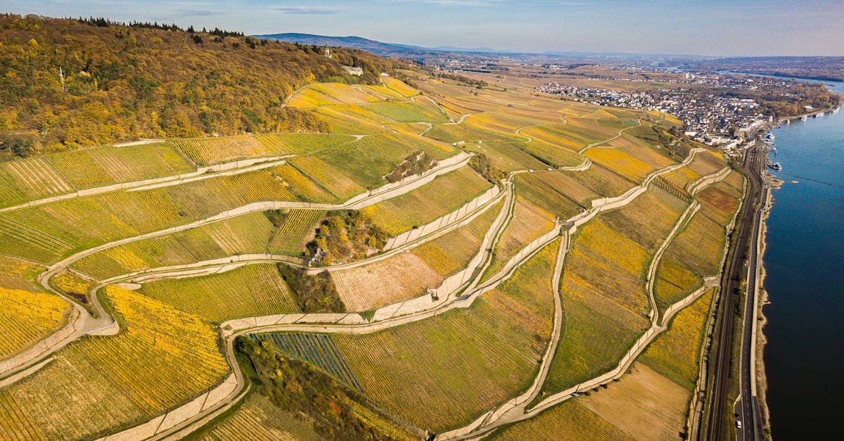 Breathtaking aerial view of terraced vineyards along a river, capturing the beauty of rural landscape.