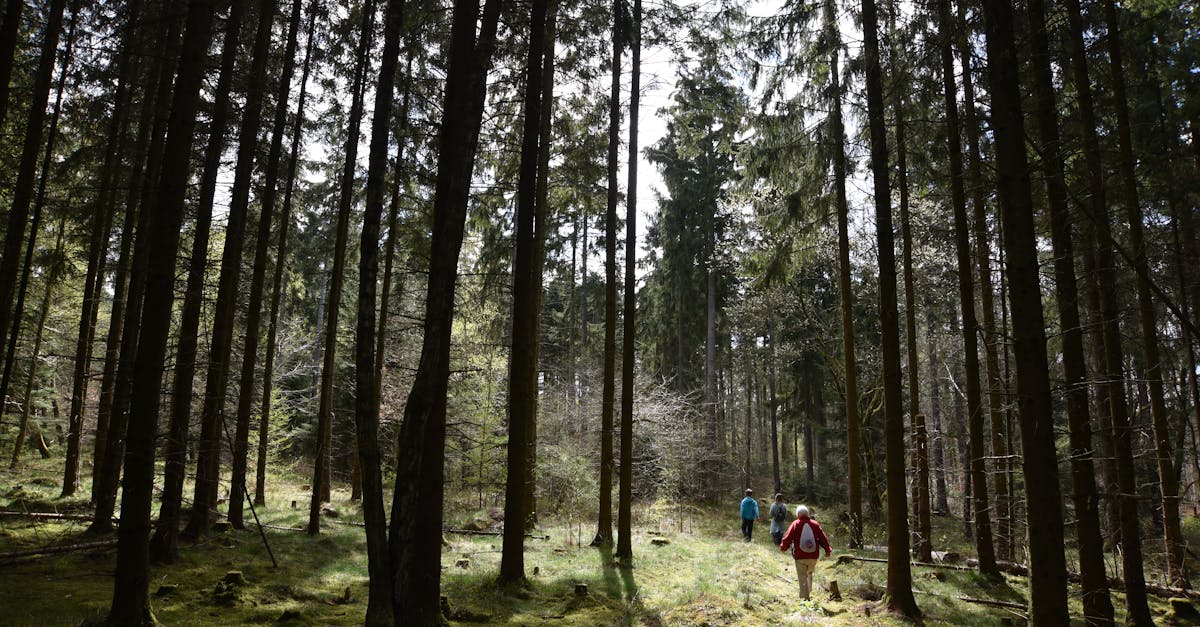 Two adults hiking through a sun-dappled forest with tall trees, evoking a sense of adventure.