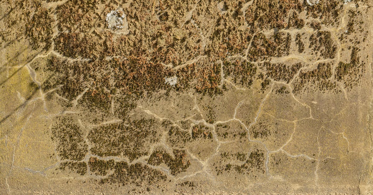 Detailed view of a weathered wall with cracks and moss growth.