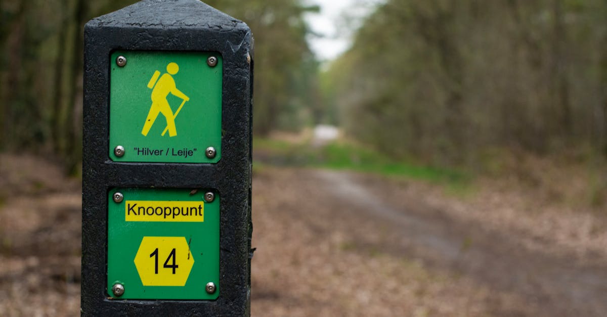 A green signpost on a forest hiking trail, indicating path direction with vibrant icons.