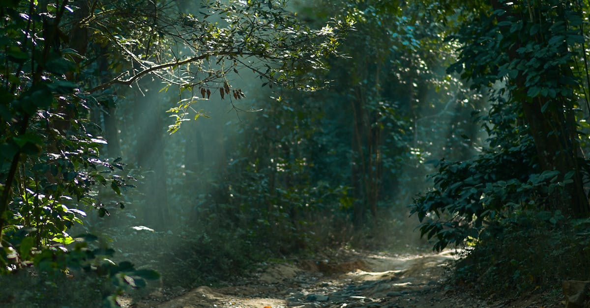 Serene forest path illuminated by sunbeams in lush Nelliampathi, Kerala, India.
