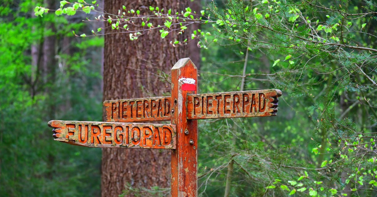 Close-up of wooden direction sign in a vibrant green forest, highlighting scenic hiking trails.