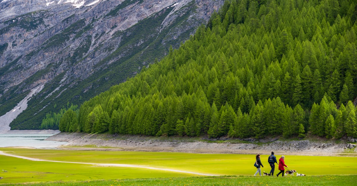 A picturesque landscape of Livigno in Lombardia, Italy, featuring hikers with dogs walking in a lush green valley.