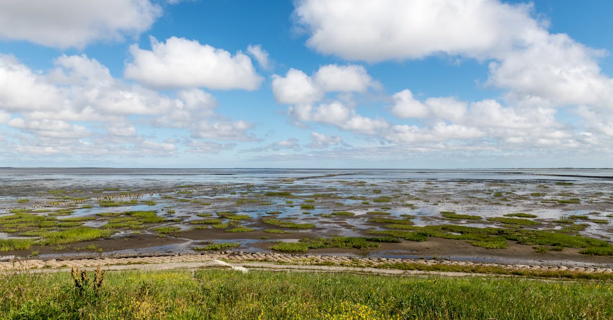 Beautiful coastal landscape in Rømø, Denmark showcasing marshland under a vibrant sky.