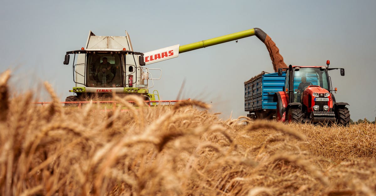 A tractor and harvester working together in a golden wheat field during harvest season.