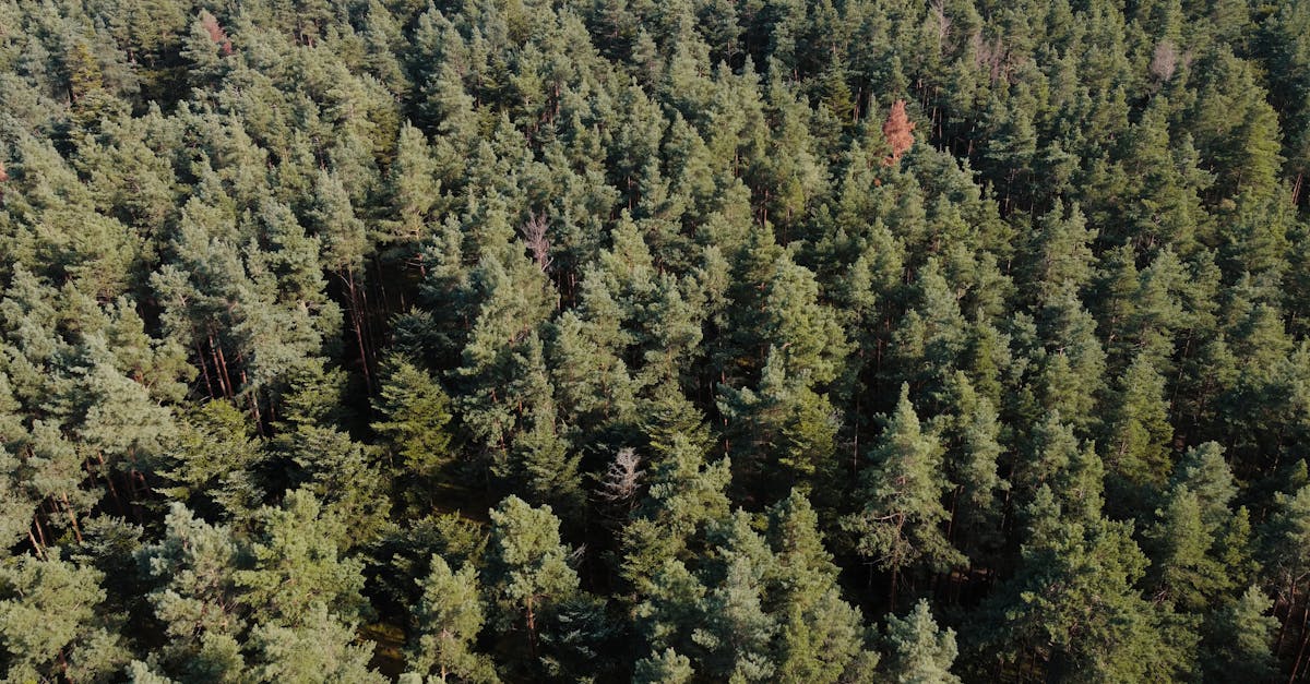 Stunning aerial shot of a dense pine forest in Kintzheim, Grand Est, France.