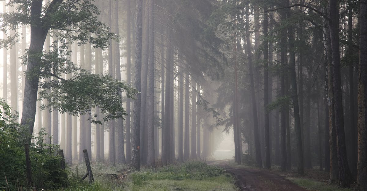 A serene forest path enveloped in morning mist creates a mystical atmosphere, perfect for nature enthusiasts.