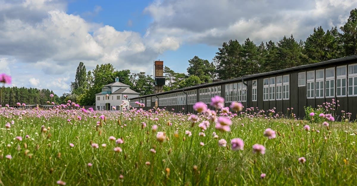 Beautiful wildflowers bloom at Sachsenhausen Memorial, Oranienburg, Germany.