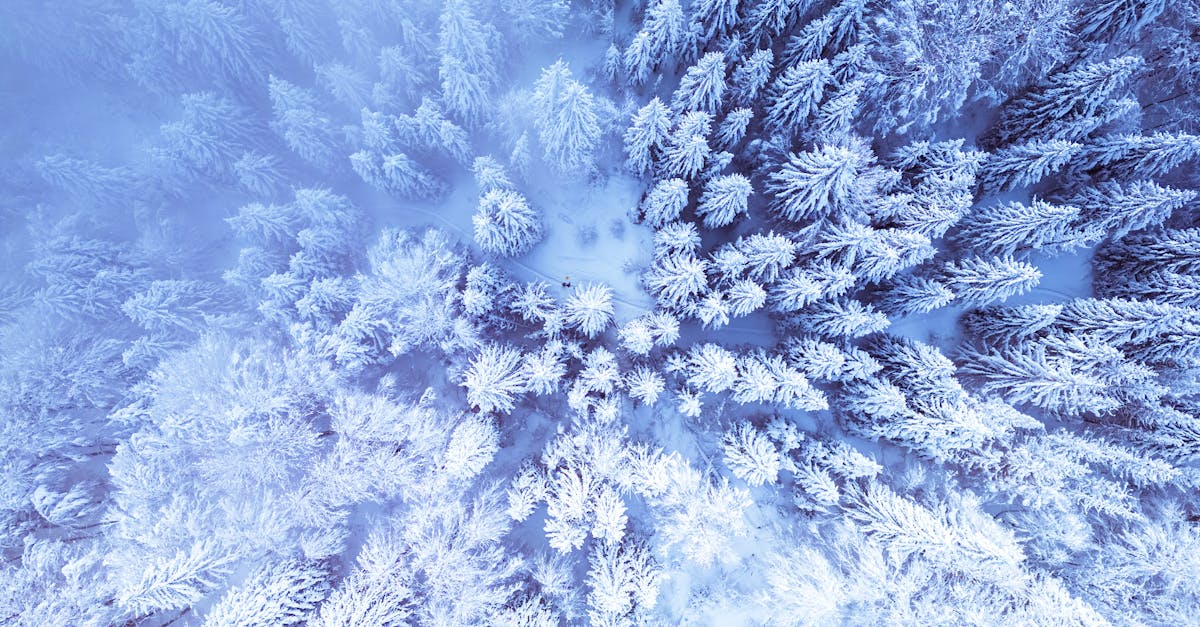 Breathtaking aerial view of a snowy pine forest captured from above during winter season.