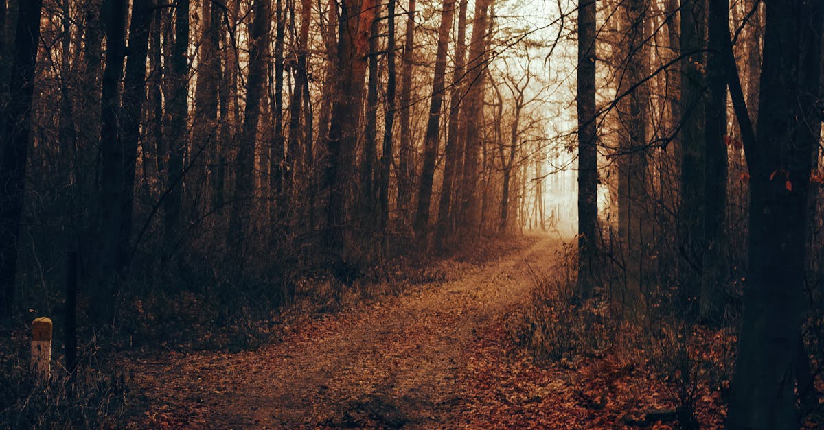 Explore the enchanting autumn forest path in Konin, Poland, with misty and mystical vibes.