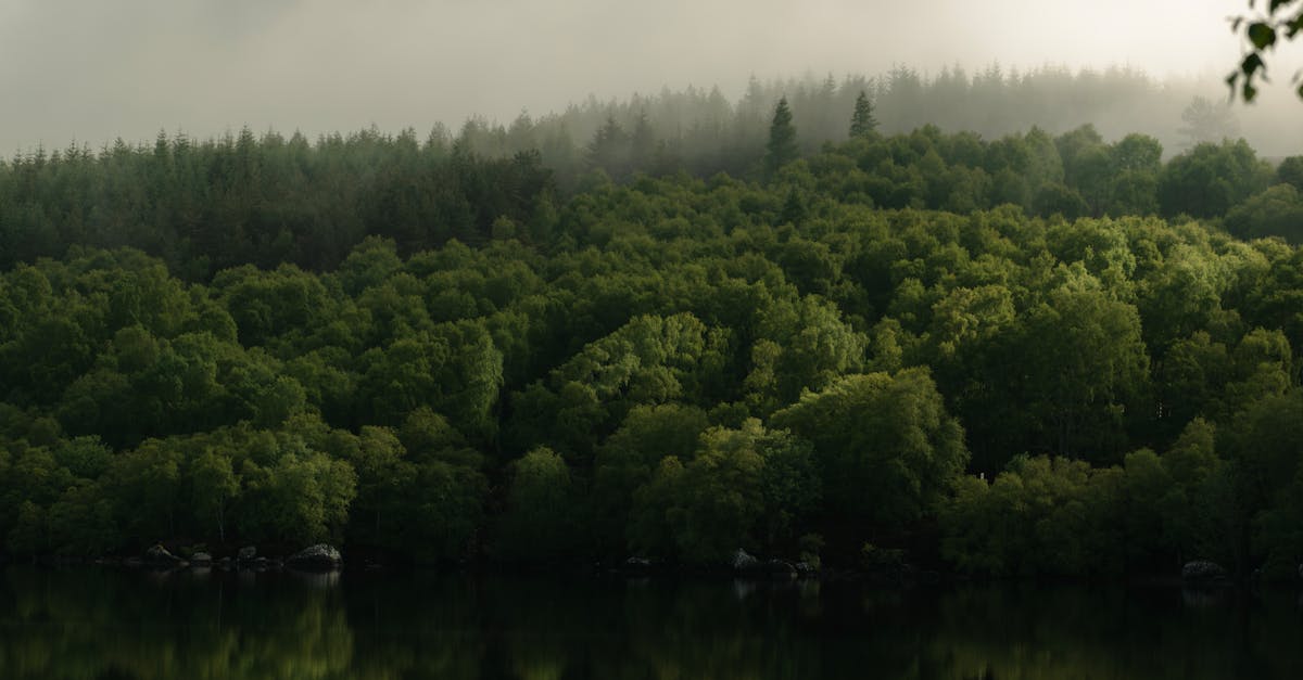 Misty forest landscape with trees and a reflective lake at twilight.
