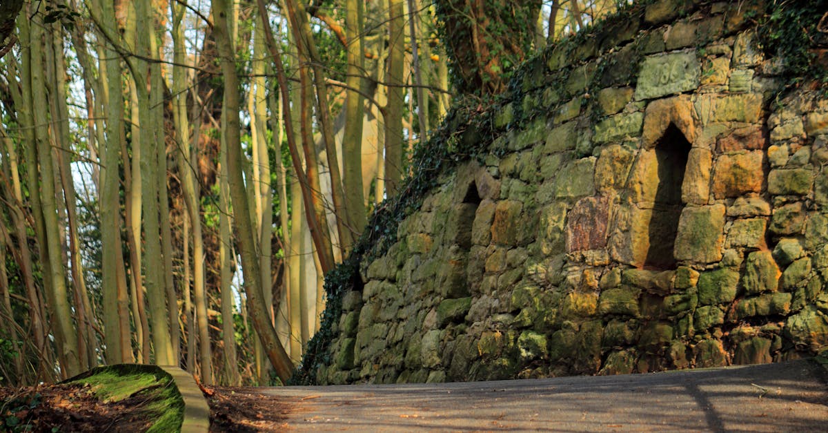 Stone wall and trees on a serene forest path with natural light.