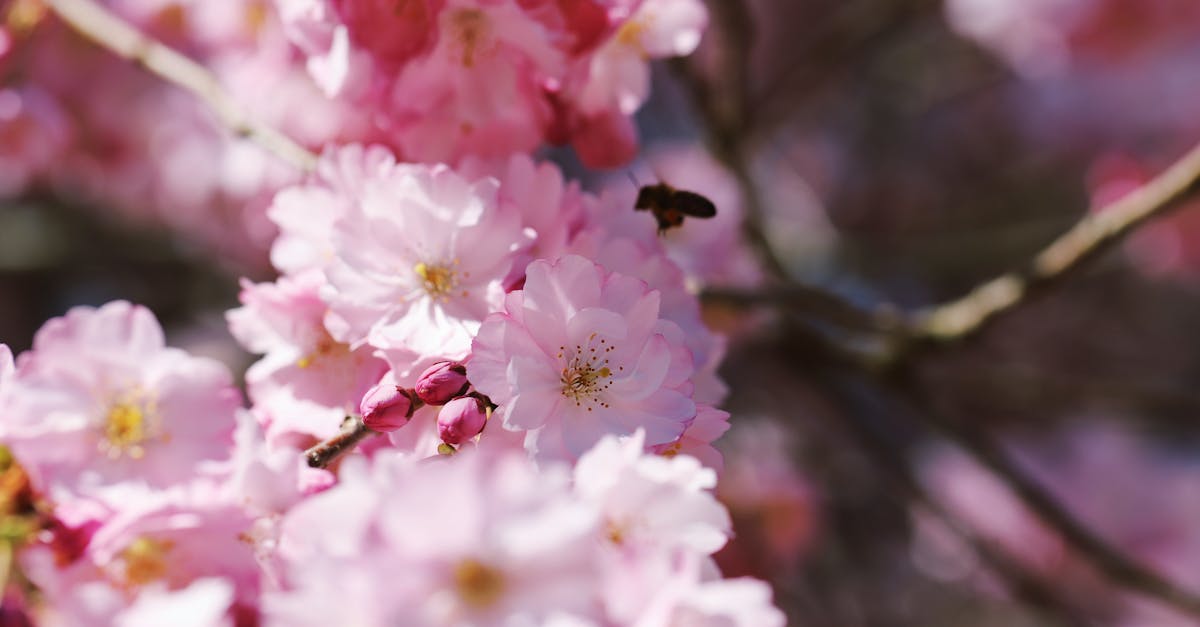 Delicate cherry blossoms in full bloom with a bee in flight.