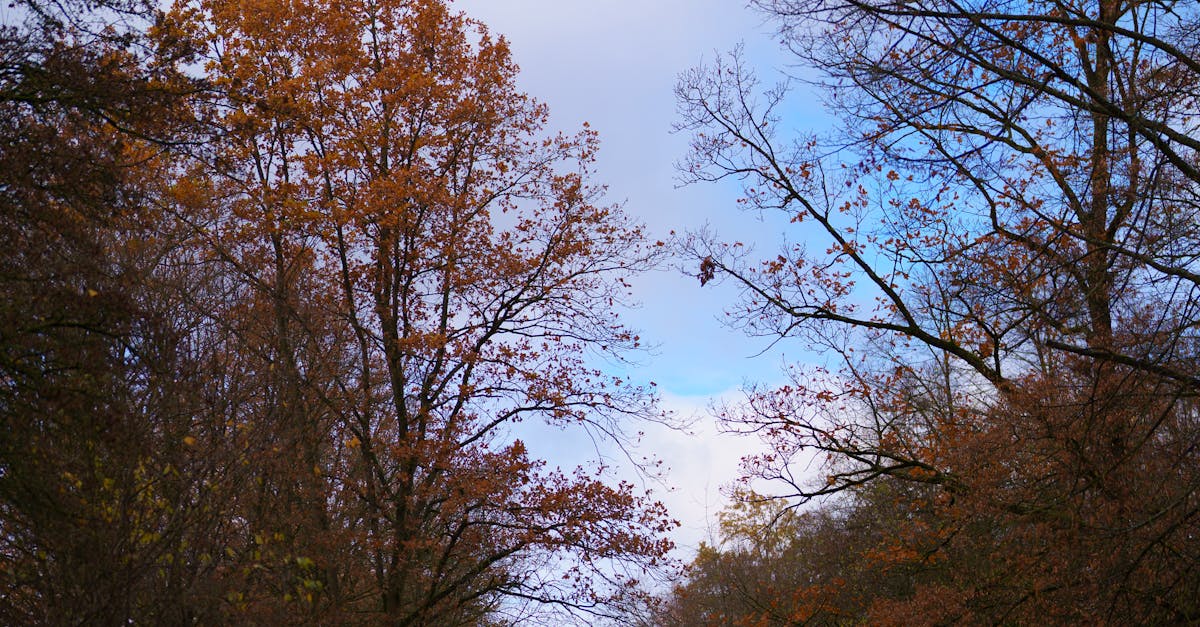 Beautiful autumn scene with trees and a clear blue sky, captured in a serene atmosphere.