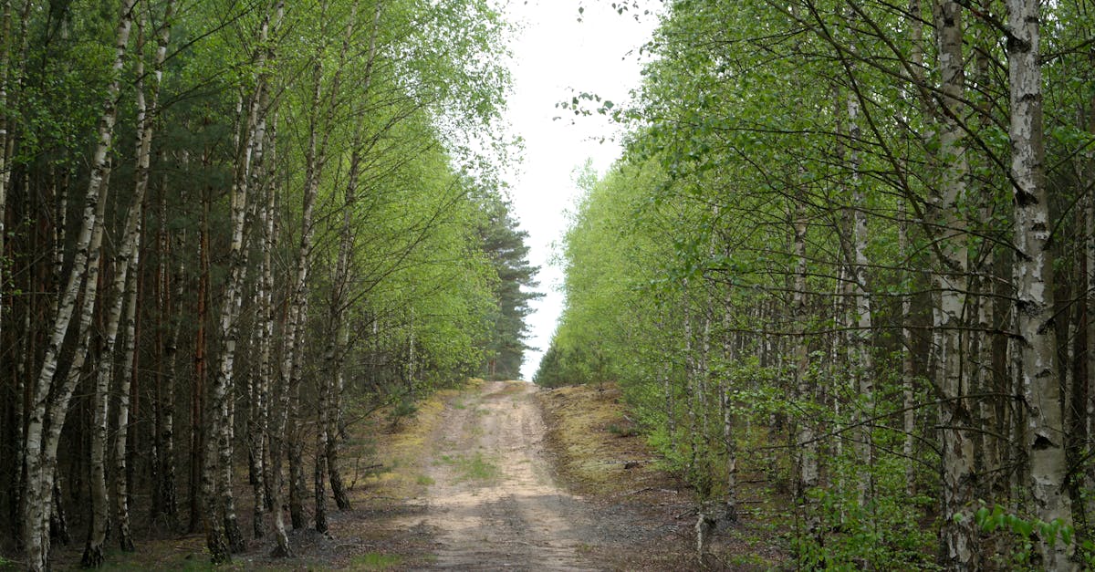 A calming path through a lush birch forest with bright green foliage.
