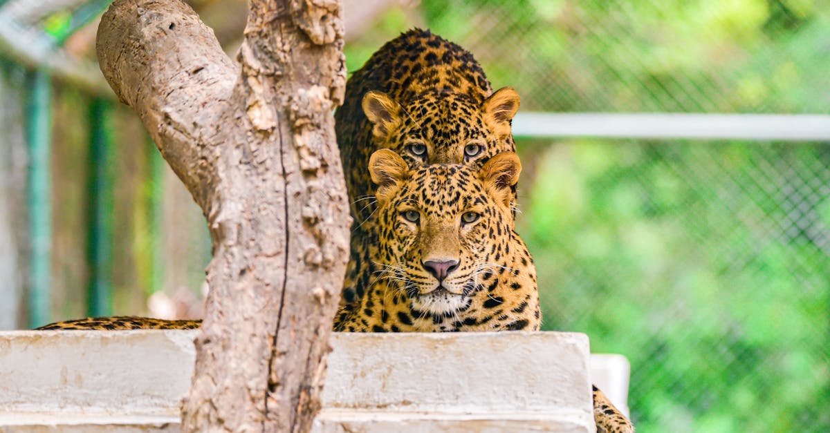 Close-up of two leopards lying on a platform in a zoo enclosure, displaying natural beauty.