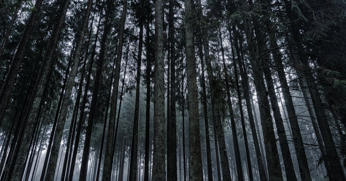 Explore the serene beauty of a misty coniferous forest during dawn, capturing nature's tranquility.