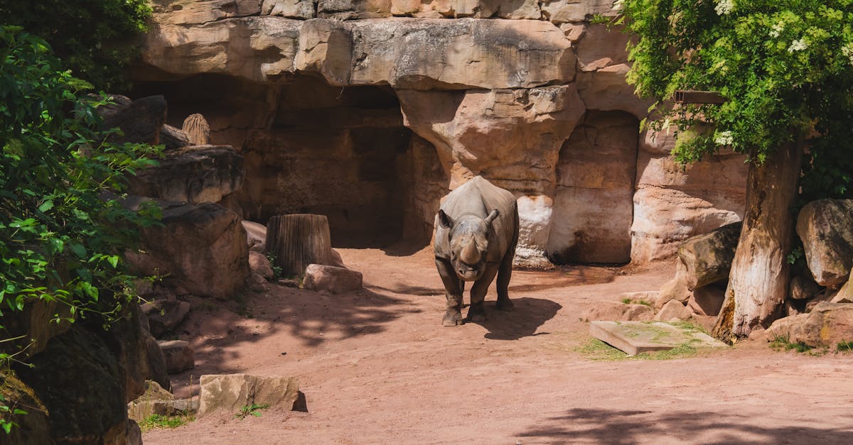 A black rhinoceros stands in a zoo exhibit, surrounded by rock formations and greenery.