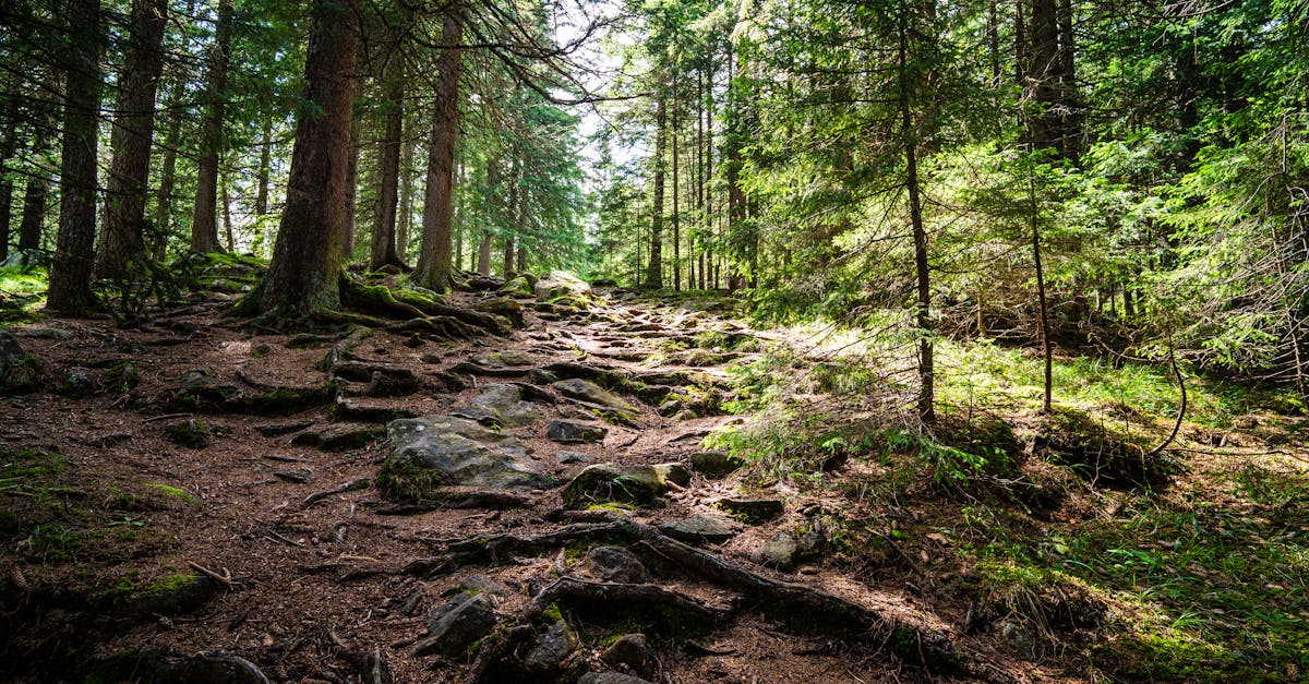 Picturesque forest trail with sunlight filtering through trees. Ideal for nature enthusiasts.