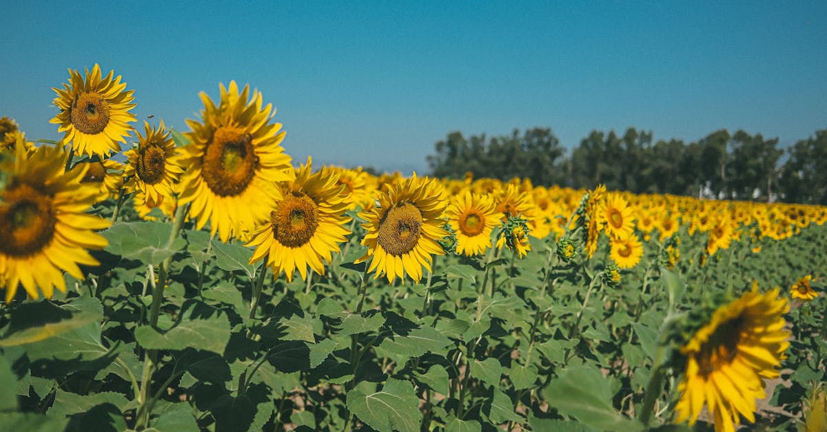 Vibrant sunflowers bask in the sunlight under a clear blue sky, symbolizing summer's warmth.