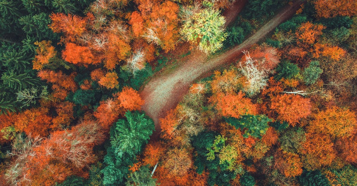 A stunning aerial shot of a colorful autumn forest trail in Switzerland showcasing vibrant fall foliage.