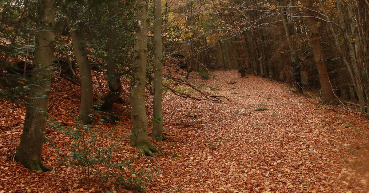 Explore a serene forest path in autumn, covered in vibrant fallen leaves. Perfect for nature lovers.