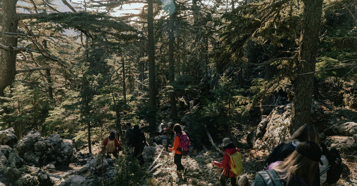 Adventurous hikers exploring a lush forest trail under soft sunlight.