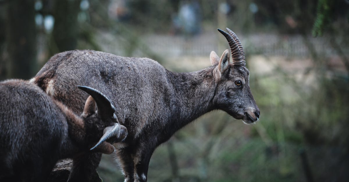 Two wild Hemitragus goats in their natural forest habitat captured in a side profile.