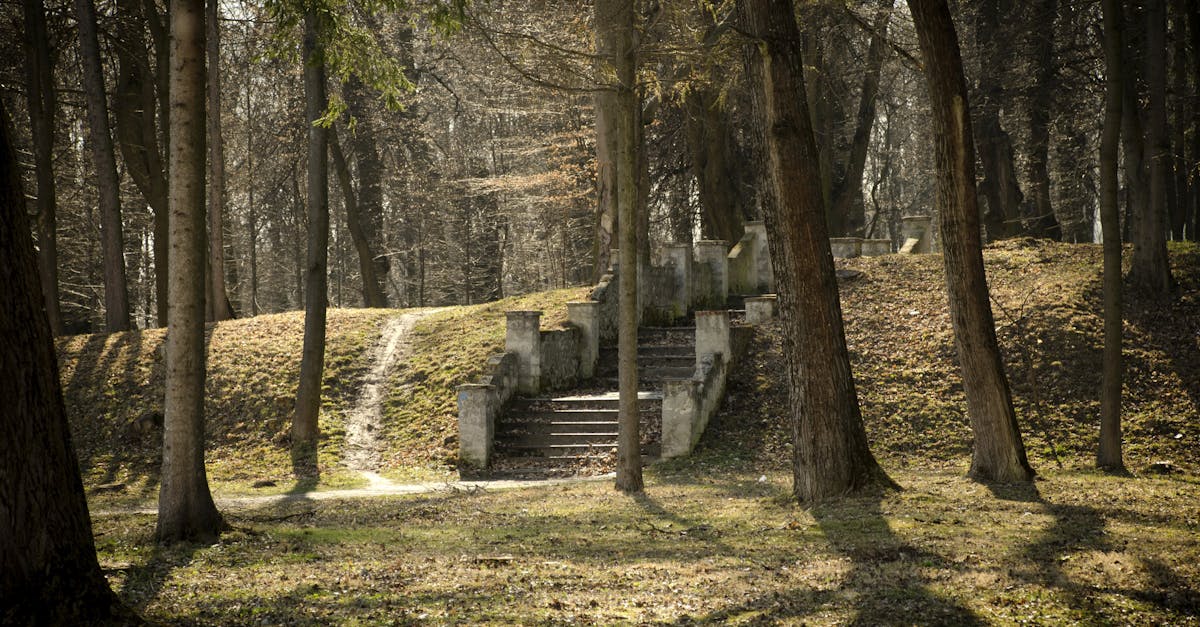 Stone staircase amidst a quiet forest with dappled sunlight filtering through tall trees.
