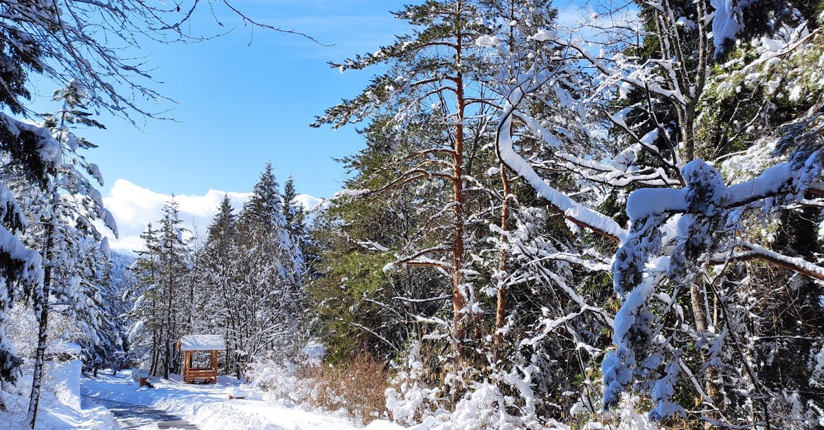 Enjoy the serene beauty of a snowy forest landscape in Trebevic, Bosnia.