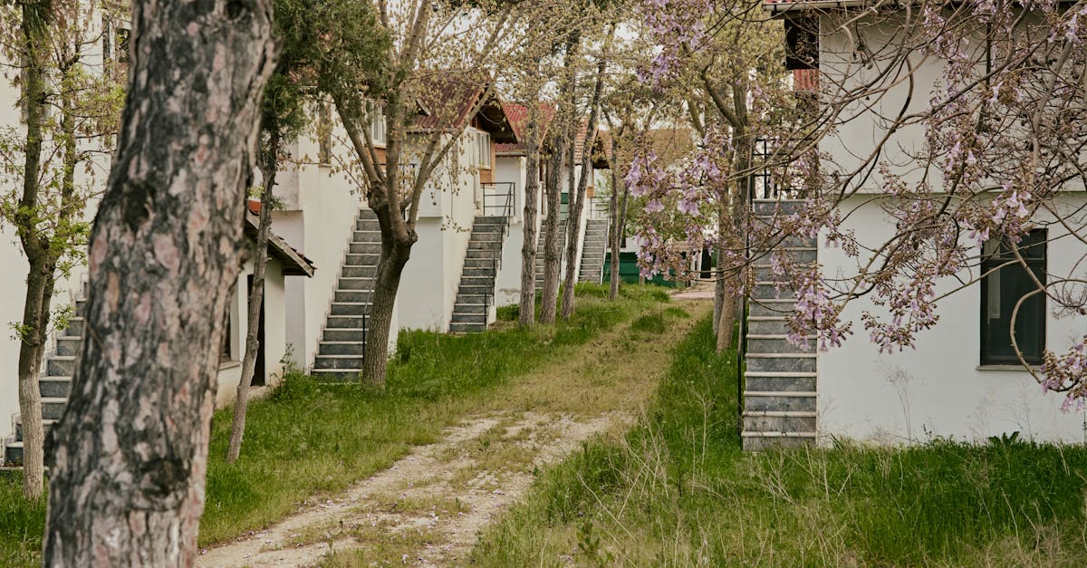 Serene pathway lined with flowering trees and quaint homes in spring.