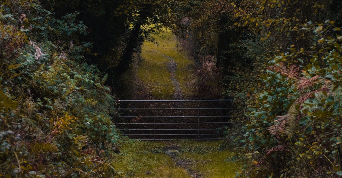 Discover a hidden forest pathway in Wales during the serene autumn season.