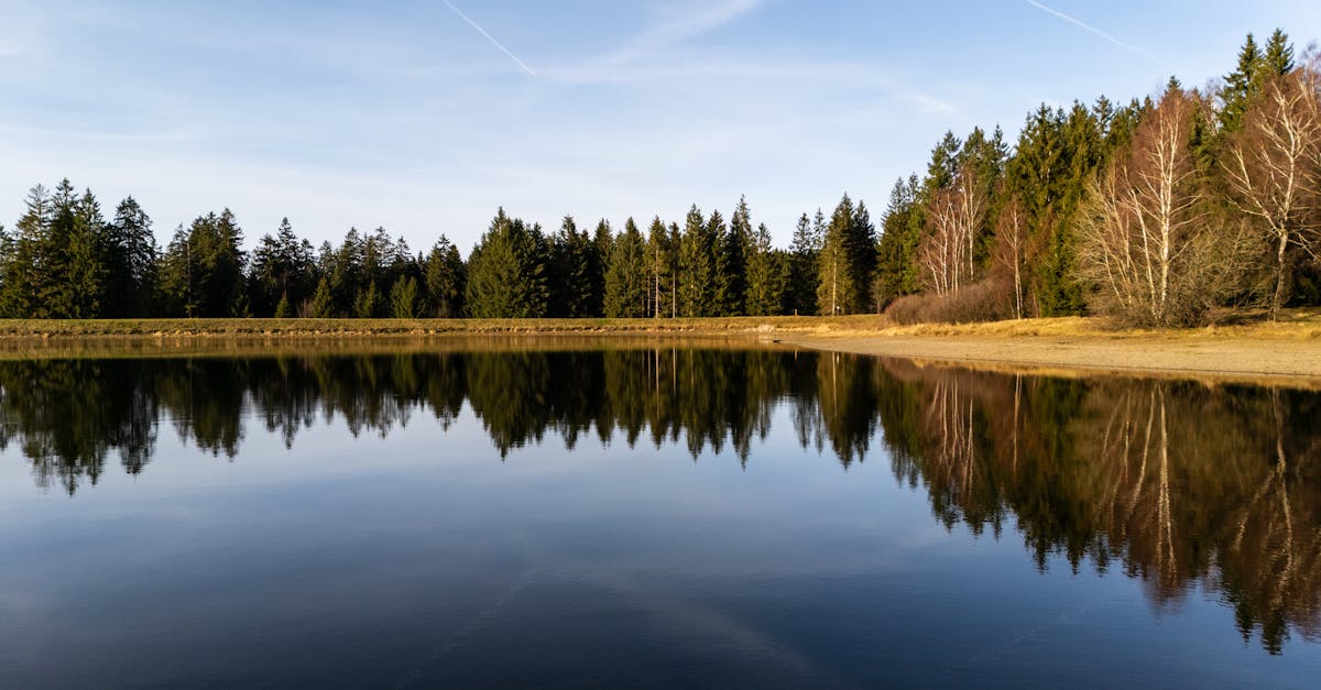 Beautiful mirror reflection of trees in a tranquil lake in Harz, Germany.