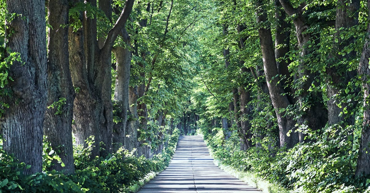 A peaceful tree-lined road in Krummin, Germany, bathed in summer sunlight, perfect for a scenic walk.